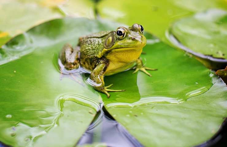 principio rana bollita