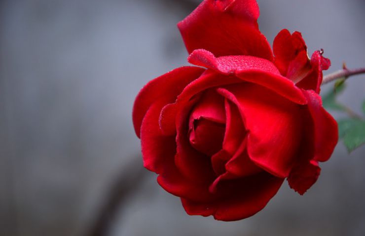rosa rossa fiore