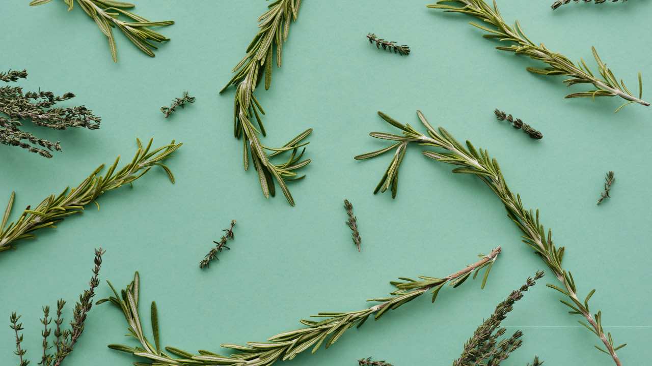 rosmarino essiccatore alimentare