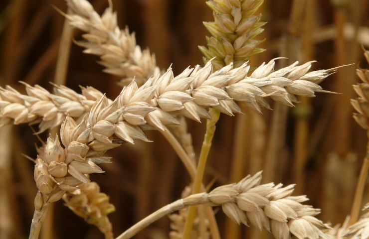 Jabal grano cereale