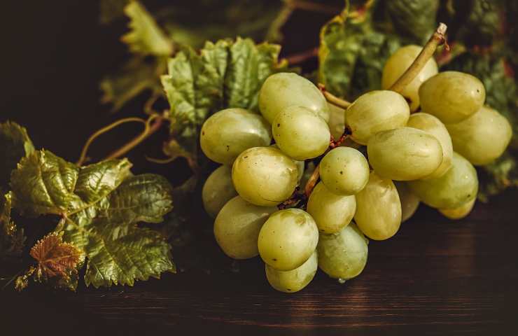Uva bianca potatura 