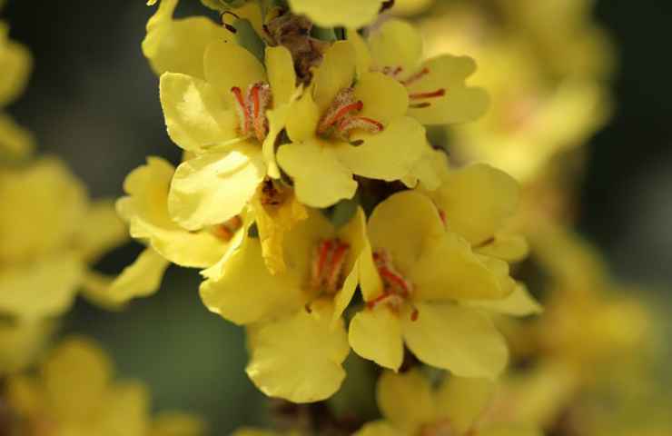 fiori gialli natura