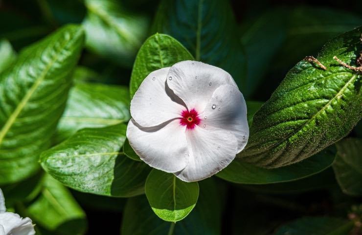 vinca pianta consigli