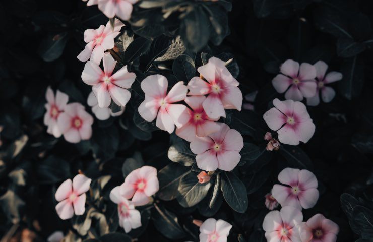 vinca coltivazione corretta