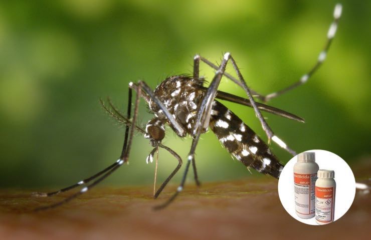 zanzare insetticida scoperta