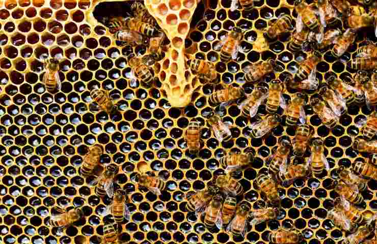 come richiedere aiuti per apicolutura