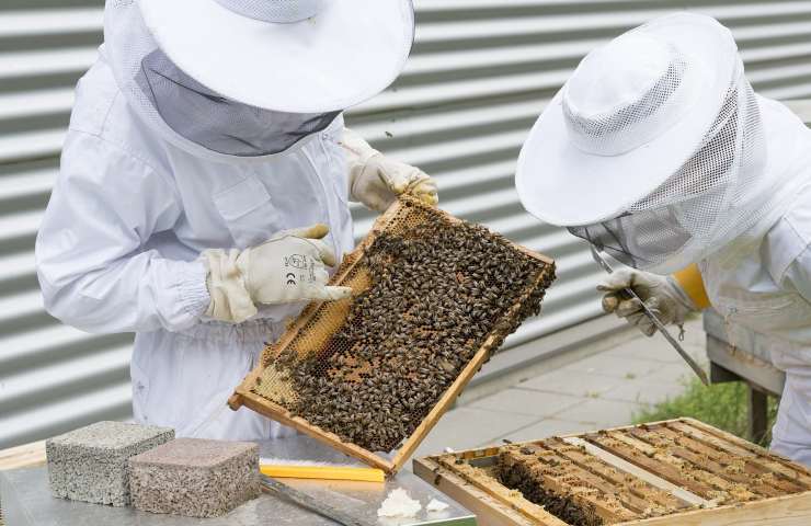 importanza api per il mondo