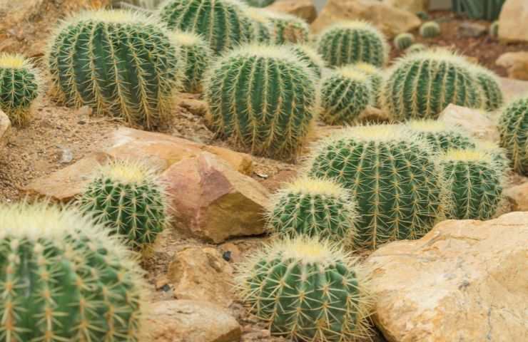 Cactus usa estinzione studio 
