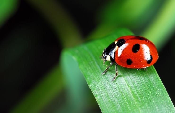 coccinelle porta fortuna