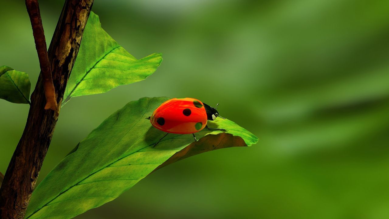 coccinelle fortuna