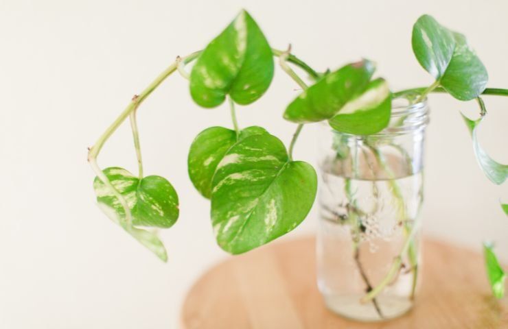 coltivare piantina Pothos casa