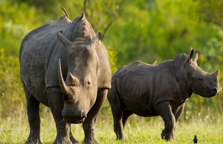Coppia di rinoceronti