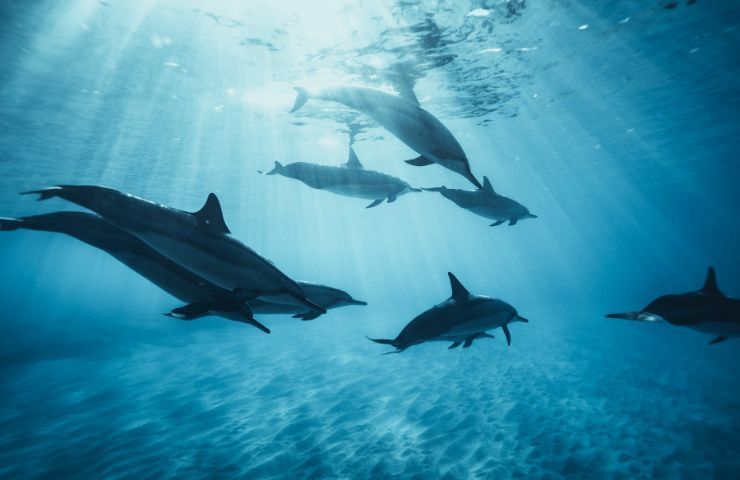 Delfini pescatori cooperano ricerche 