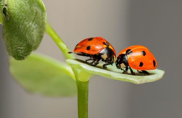 coccinella simbolo fortuna