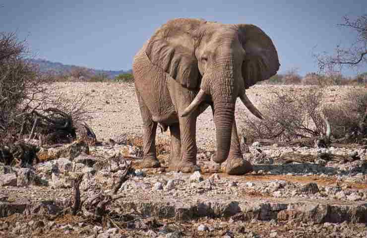 elefante ruolo africa 