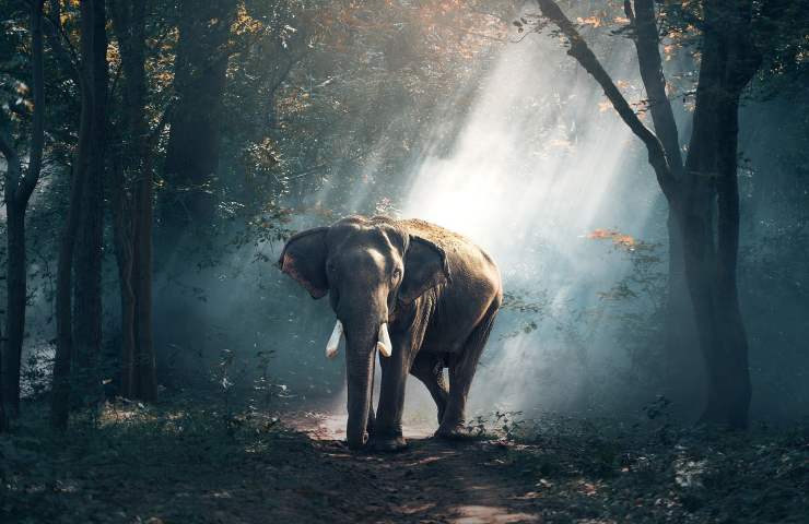 motivo importanza elefanti foreste africa