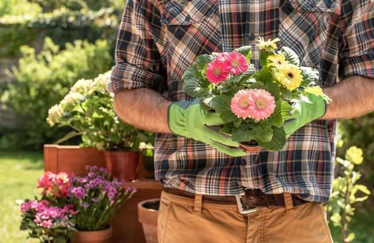 Fiori tutte stagioni 