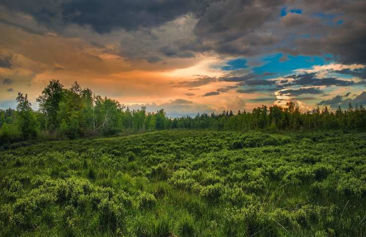 cosa sono Paesaggi forestali intatti