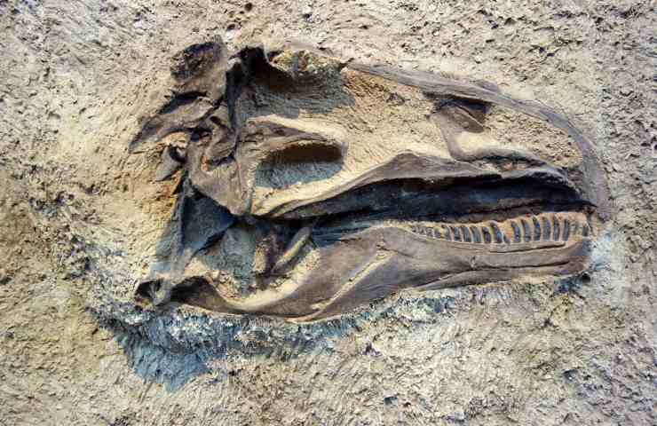 titanosauro ritrovato in Argentina