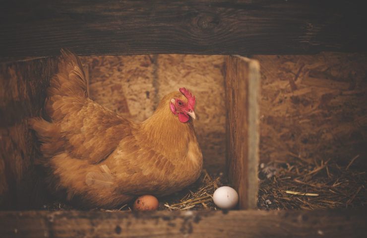 scienza spiega chi è nato prima tra gallina e uovo