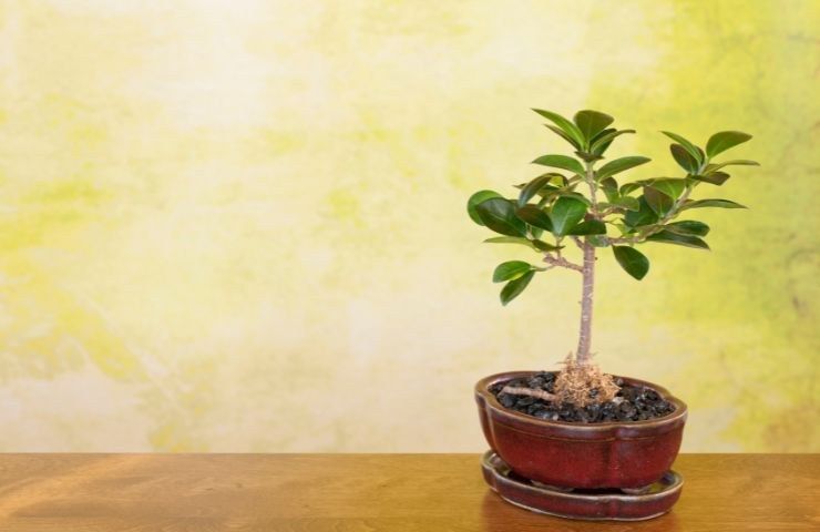 problemi cadute foglie Ficus bonsai