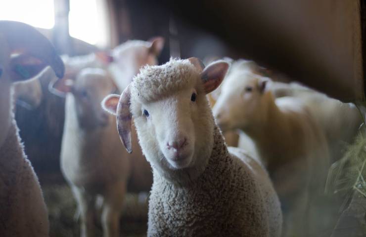 pastori pecore allevamento giovani italiani 
