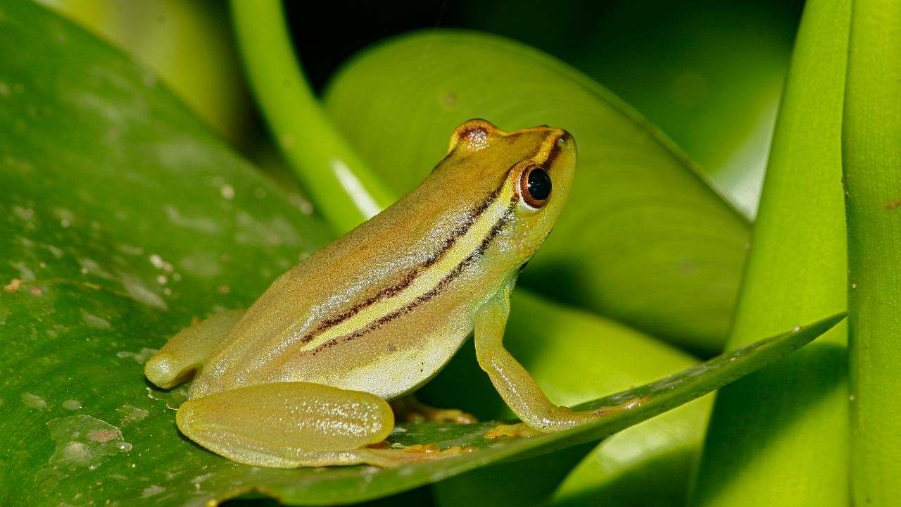 rana caratteristiche uniche