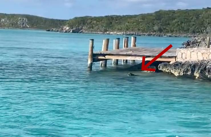 cane scontro squalo Bahamas