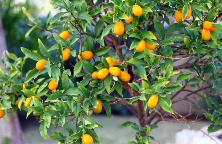 eliminare parassiti pianta mandarino cinese