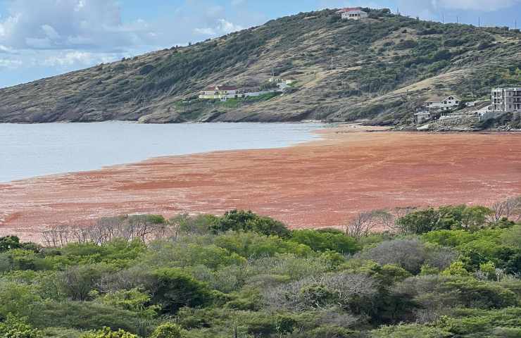 invasione alghe sargasso Florida