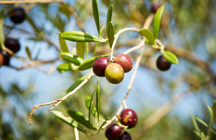 start up for olive tree protection in Puglia