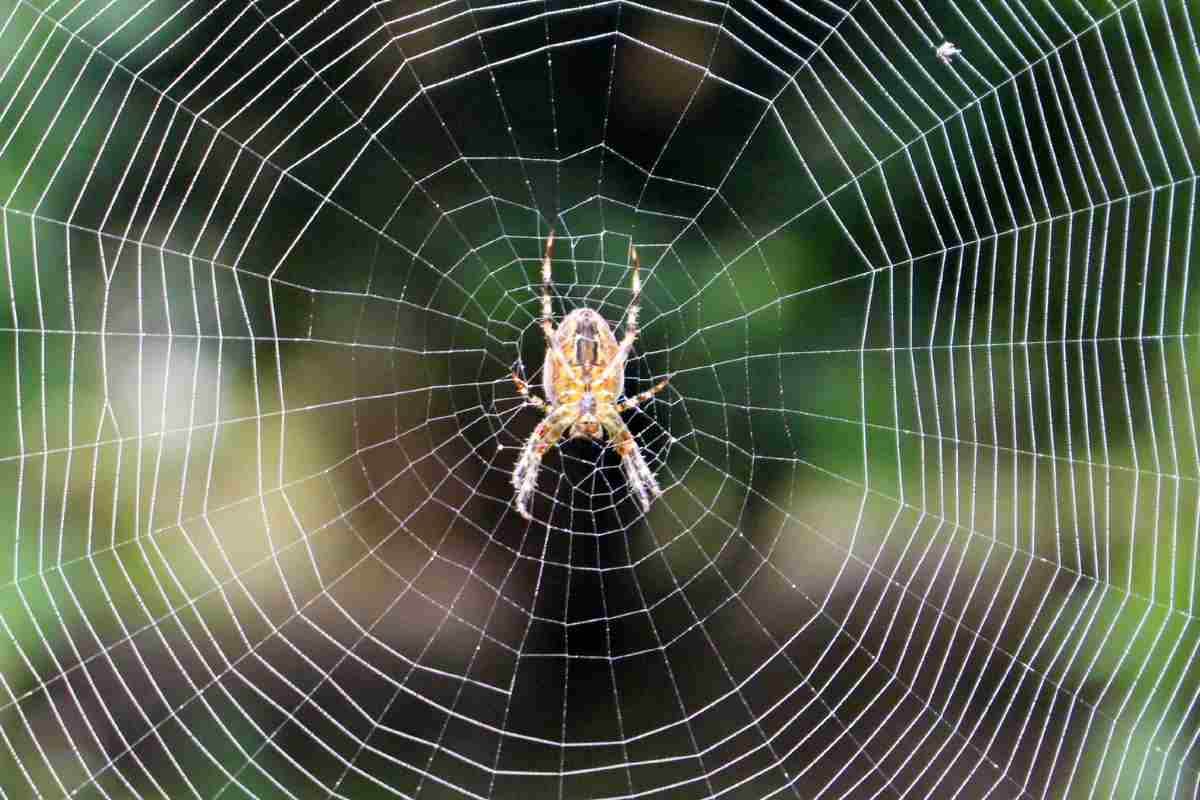 Ma esistono ragni volanti pericolosi