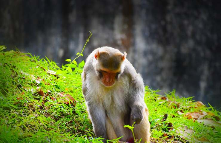 Macaco rhesus impiegato laboratori di ricerca