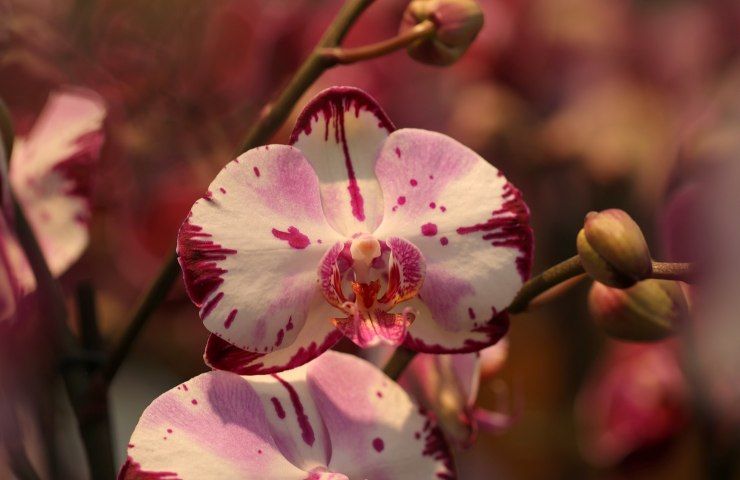 Orchidea boccioli rosa