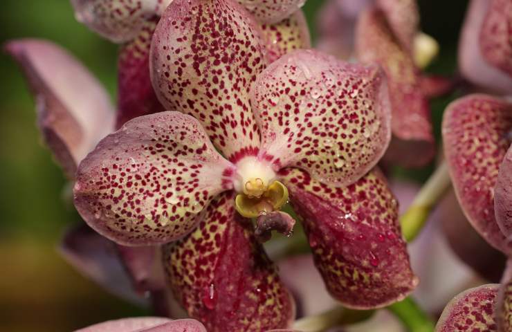 valutare condizioni e status orchidea
