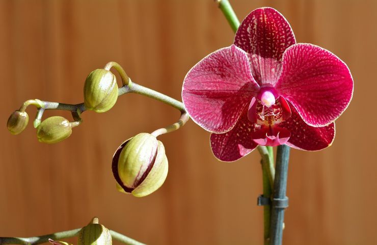 colore radici orchidee significato