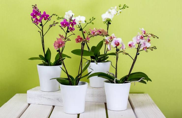 perché controllare radici orchidee