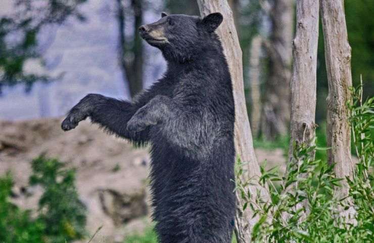 comportamento orso combattere zecche