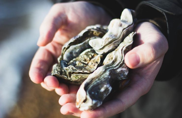 programma Oyster shell recycling program