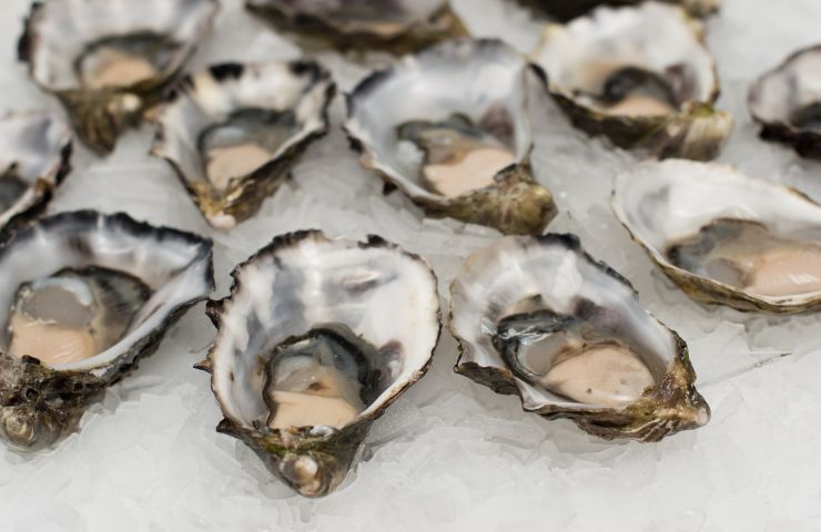 why oysters are used to save coral reefs