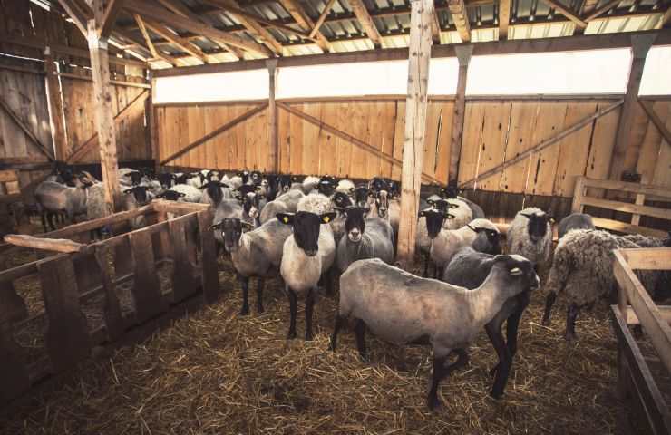 Pecore allevamento virtuoso giovani 