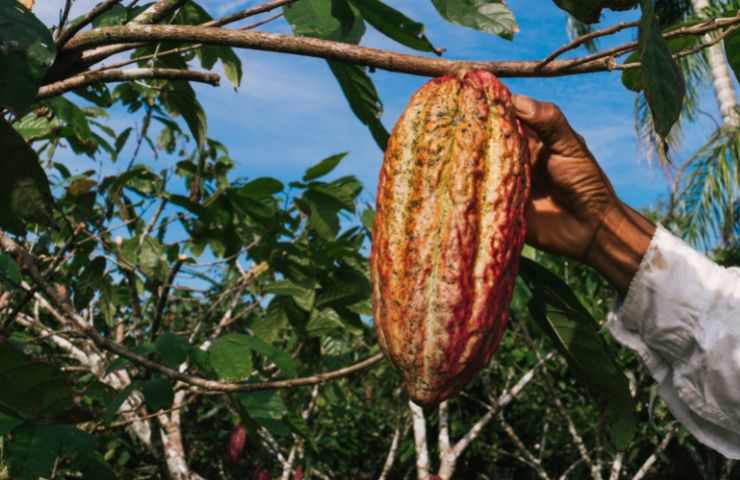 Piantagione cacao deforestazione motivi 