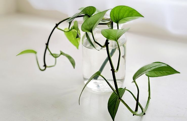 coltivazione Pothos barattolo vetro