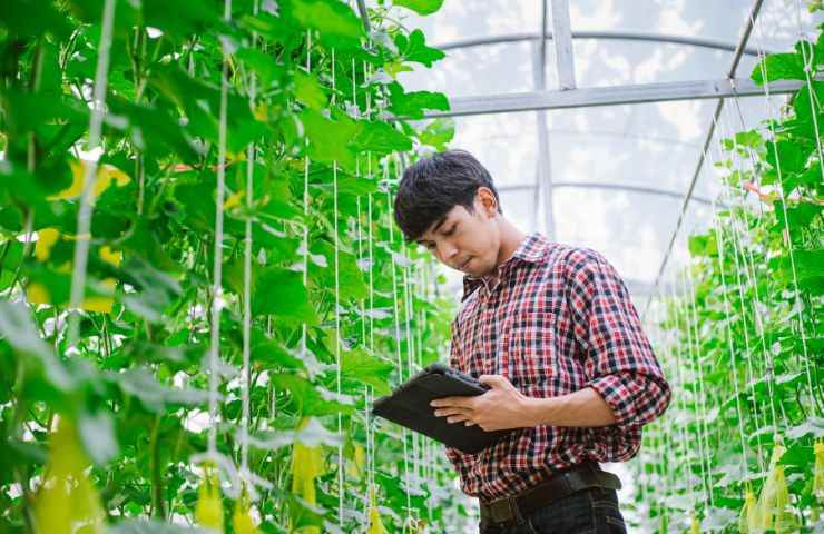 bando giovani imprenditori agricoltura