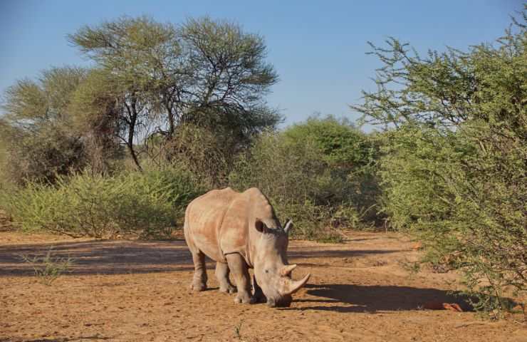 Rinoceronte salvati India