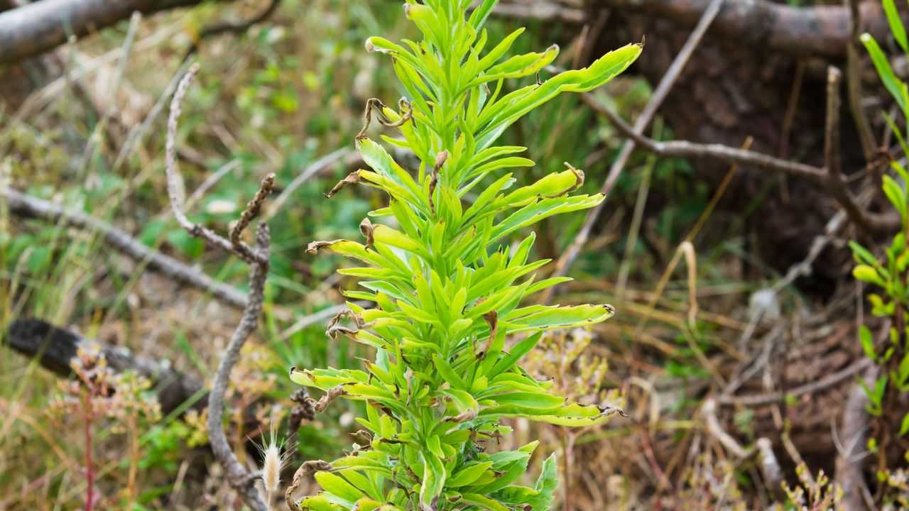 Saeppola canadese erba