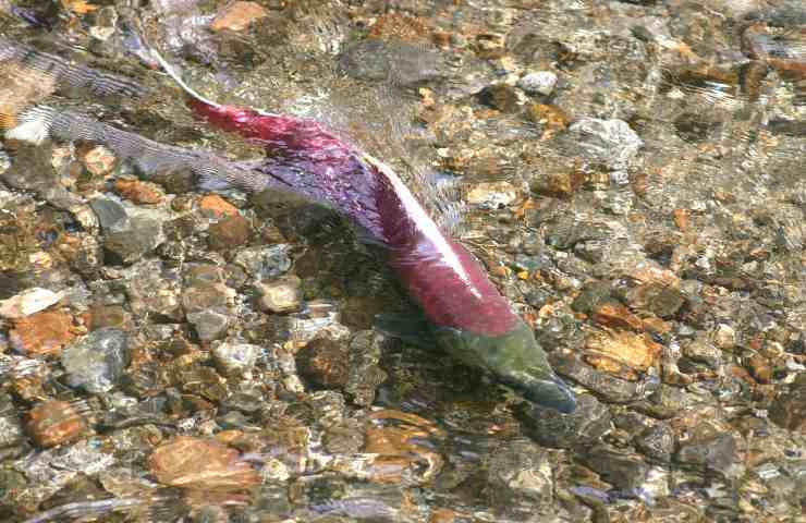 pidocchi di mare diffusione malattie salmoni