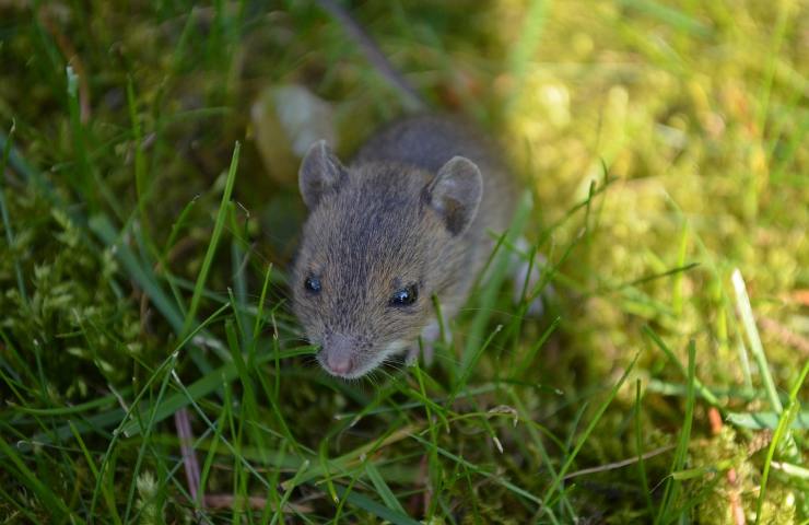 caratteristiche topo più vecchio del mondo