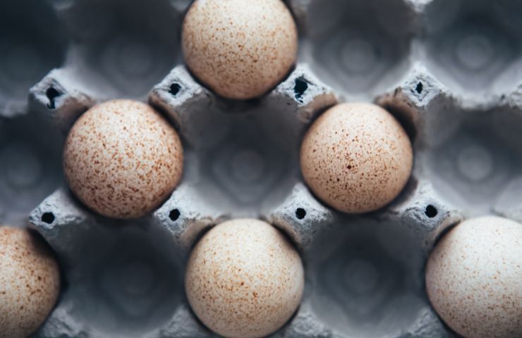 Uova tacchino difficile mangiare motivo 