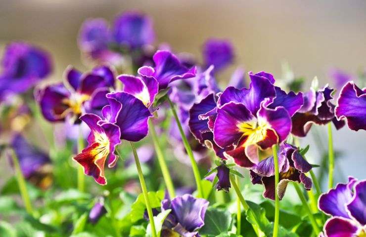 fiori colore viola
